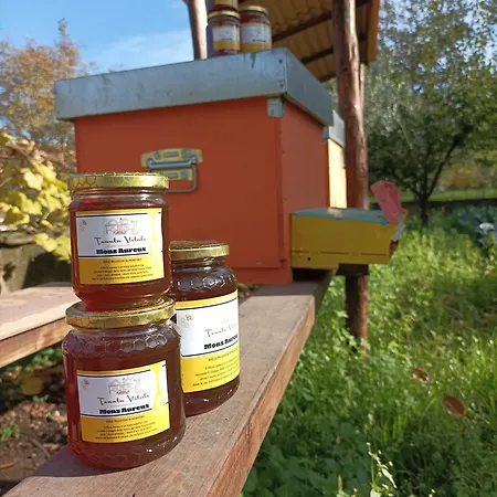 Tenuta Vitale - Azienda Agricola Multifunzionale