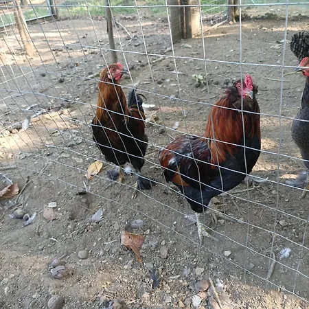 Tenuta Vitale - Azienda Agricola Multifunzionale Farm stay